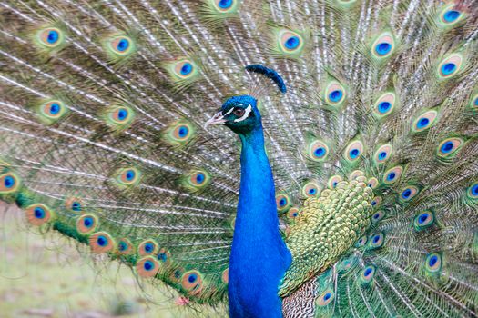 A wild peacock roams the gardens of Cataract Gorge in Launceston, Tasmania Australia