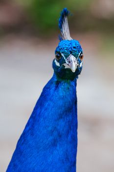 A wild peacock roams the gardens of Cataract Gorge in Launceston, Tasmania Australia