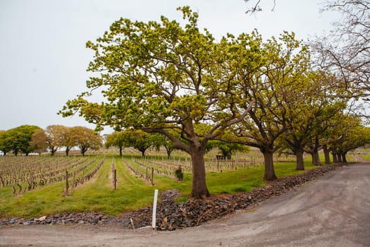 Tamar Valley winery and landscape near Launceston in Tasmania, Australia