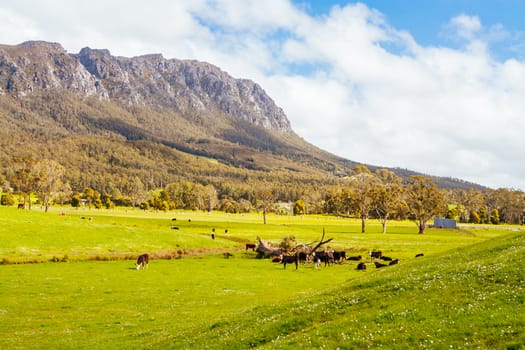 The stunning Mt Roland in central Tasmania near the town of Sheffield in Tasmania Australia
