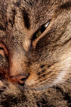 domestic green eyed tabby cat face close-up view with selective focus