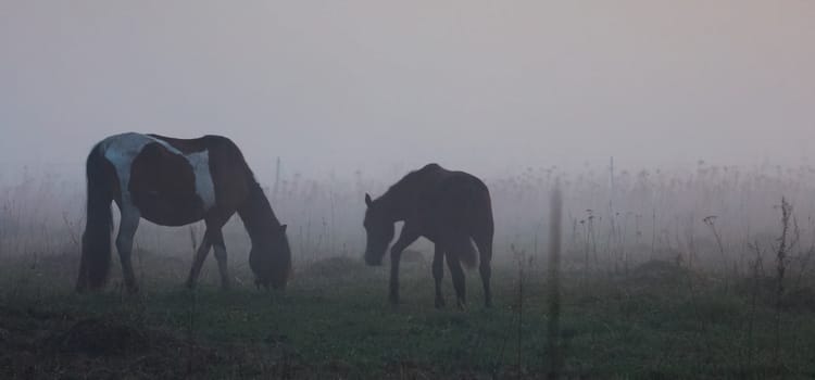 The horse grazes in a clearing. Fog on the meadow where the horse grazes.