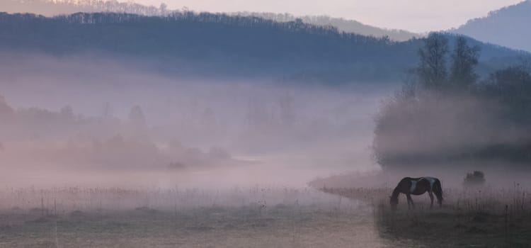 The horse grazes in a clearing. Fog on the meadow where the horse grazes.