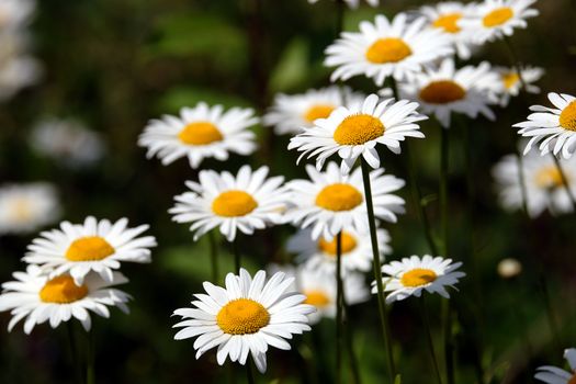 Many beautiful wild field chamomile flowers with white petals on meadow in summer day perspective view closeup