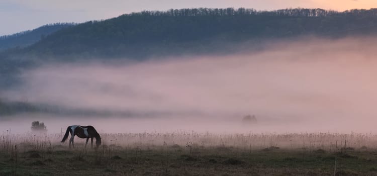 The horse grazes in a clearing. Fog on the meadow where the horse grazes.