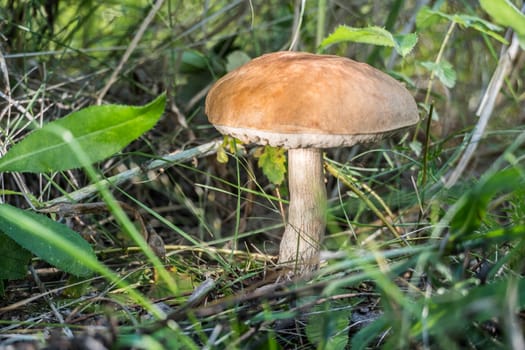 Growing mushroom in the forest in the grass. Forest fruits and plants.