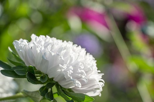 Photo of beautiful flowers in the backyard or in the Botanical garden in summer. Large white flower buds close up.