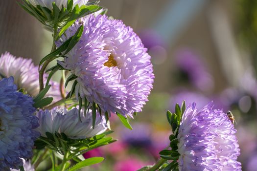 Photo of beautiful flowers in the backyard or in the Botanical garden in summer. Large purple flower buds close up.