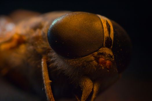 Horsefly or Gadfly or Horse Fly Diptera Insect Macro. Selective focus. Mixed light