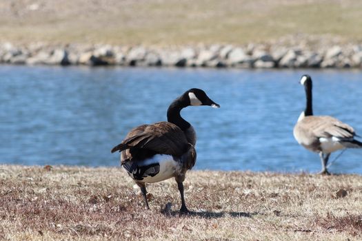 Wild Goose playing in the Ta-Ha-Zouka Park . High quality photo