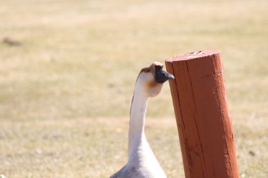 Wild Goose playing in the Ta-Ha-Zouka Park . High quality photo