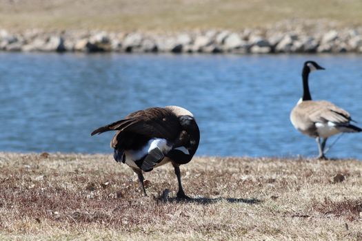 Wild Goose playing in the Ta-Ha-Zouka Park . High quality photo