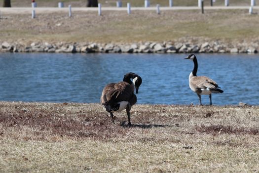 Wild Goose playing in the Ta-Ha-Zouka Park . High quality photo