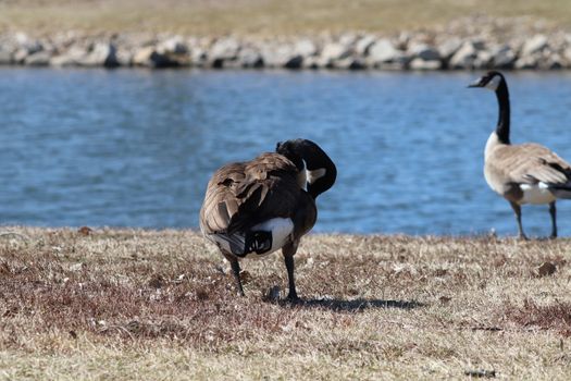 Wild Goose playing in the Ta-Ha-Zouka Park . High quality photo