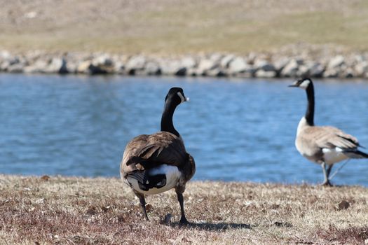 Wild Goose playing in the Ta-Ha-Zouka Park . High quality photo