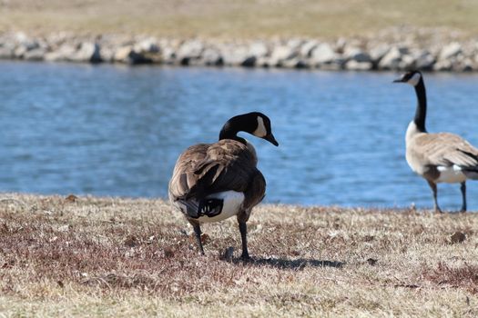 Wild Goose playing in the Ta-Ha-Zouka Park . High quality photo