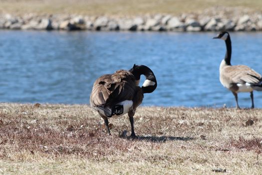 Wild Goose playing in the Ta-Ha-Zouka Park . High quality photo