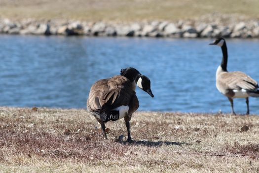 Wild Goose playing in the Ta-Ha-Zouka Park . High quality photo