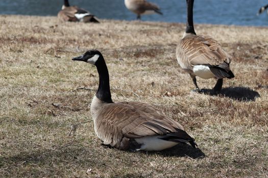 Wild Goose playing in the Ta-Ha-Zouka Park . High quality photo