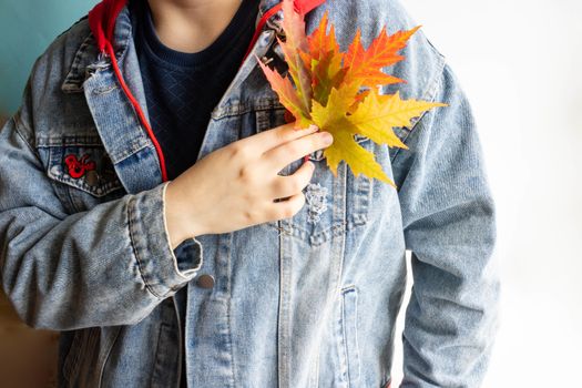 Beautiful multicolored autumn maple leaves in the hands of a woman in a denim jacket.