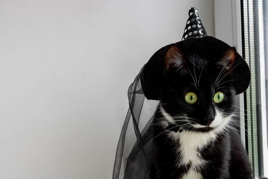 A black cat with green eyes in a witch's hat. The Concept Of Halloween.