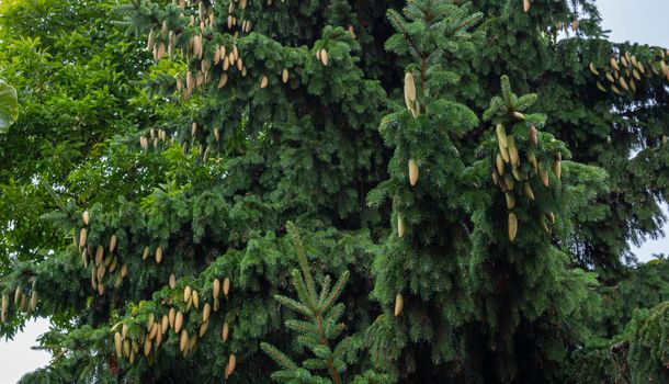 Young cones on blue spruce in forest. Branches with cones and needles on spruce growing in forest. spruce cones on branches.