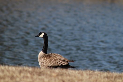 Wild Goose playing in the Ta-Ha-Zouka Park . High quality photo