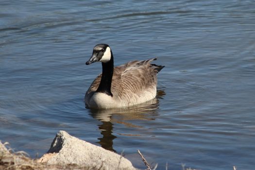 Wild Goose playing in the Ta-Ha-Zouka Park . High quality photo