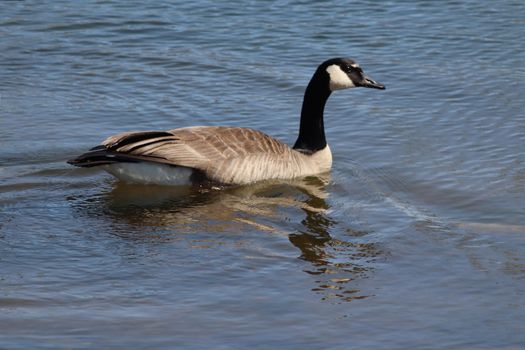 Wild Goose playing in the Ta-Ha-Zouka Park . High quality photo