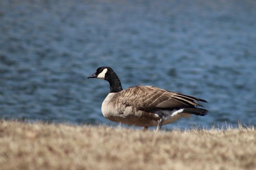 Wild Goose playing in the Ta-Ha-Zouka Park . High quality photo