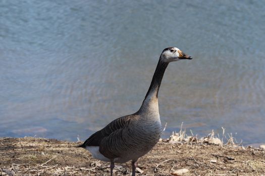 Wild Goose playing in the Ta-Ha-Zouka Park . High quality photo