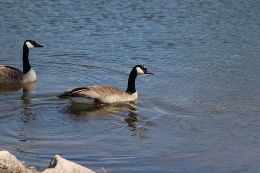 Wild Goose playing in the Ta-Ha-Zouka Park . High quality photo