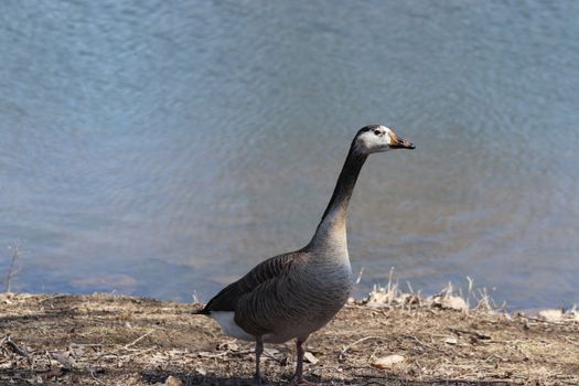 Wild Goose playing in the Ta-Ha-Zouka Park . High quality photo