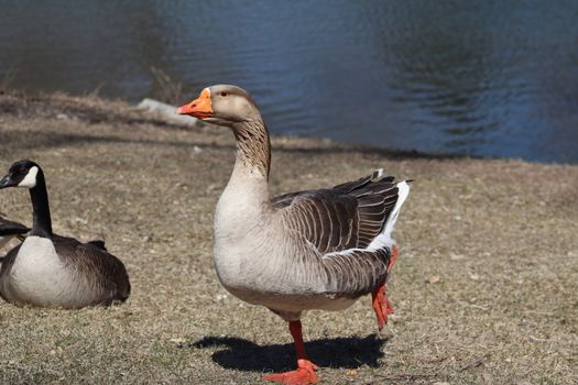 Wild Goose playing in the Ta-Ha-Zouka Park . High quality photo