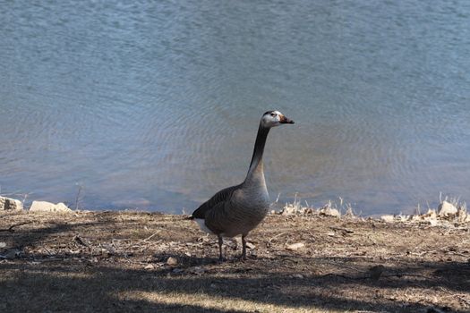 Wild Goose playing in the Ta-Ha-Zouka Park . High quality photo