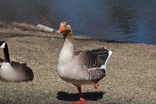 Wild Goose playing in the Ta-Ha-Zouka Park . High quality photo