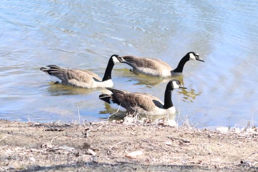 Wild Goose playing in the Ta-Ha-Zouka Park . High quality photo