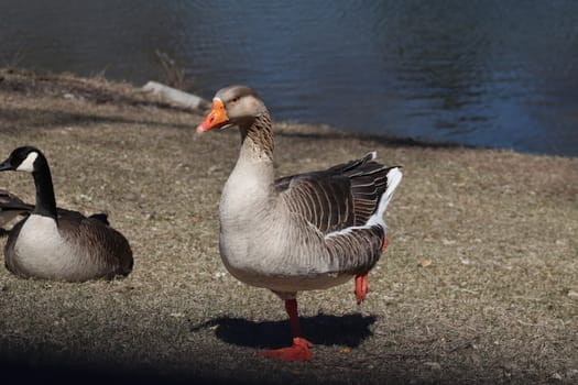 Wild Goose playing in the Ta-Ha-Zouka Park . High quality photo