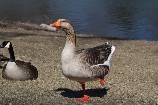 Wild Goose playing in the Ta-Ha-Zouka Park . High quality photo