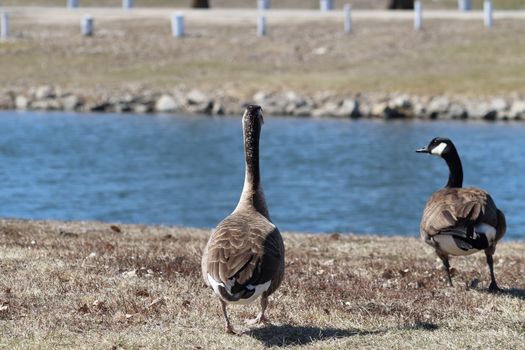 Wild Goose playing in the Ta-Ha-Zouka Park . High quality photo