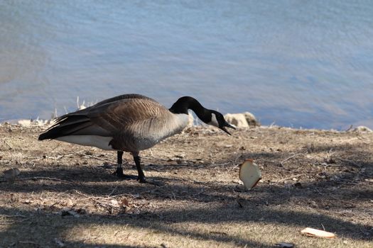 Wild Goose playing in the Ta-Ha-Zouka Park . High quality photo