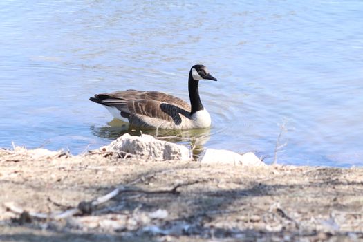 Wild Goose playing in the Ta-Ha-Zouka Park . High quality photo