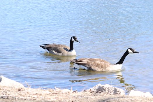 Wild Goose playing in the Ta-Ha-Zouka Park . High quality photo