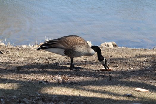 Wild Goose playing in the Ta-Ha-Zouka Park . High quality photo