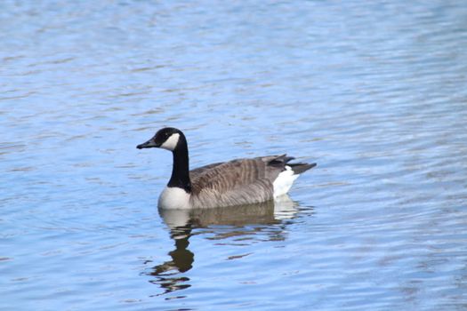 Wild Goose playing in the Ta-Ha-Zouka Park . High quality photo