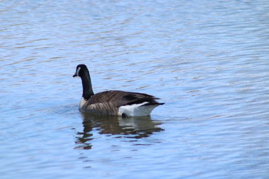 Wild Goose playing in the Ta-Ha-Zouka Park . High quality photo