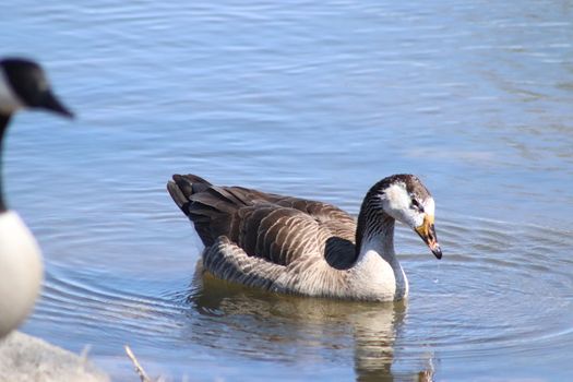 Wild Goose playing in the Ta-Ha-Zouka Park . High quality photo