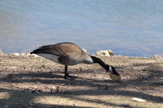 Wild Goose playing in the Ta-Ha-Zouka Park . High quality photo