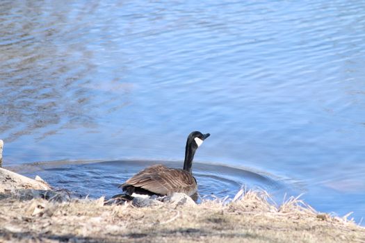 Wild Goose playing in the Ta-Ha-Zouka Park . High quality photo