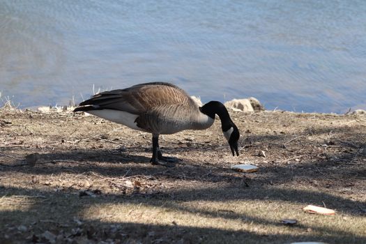 Wild Goose playing in the Ta-Ha-Zouka Park . High quality photo